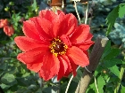 Galerie Blumen_002.JPG anzeigen.