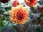 Galerie Blumen_004.JPG anzeigen.