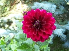 Galerie Blumen_005.JPG anzeigen.