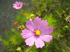 Galerie Blumen_006.JPG anzeigen.