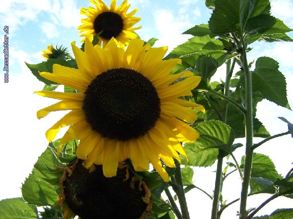 http://www.dessauwetter.de/galerie2/cache/vs_4%20Blumen_Blumen_001.JPG